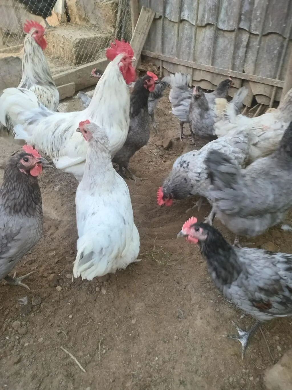 Mayalı yumurta — Heyvanlar, Quşlar, Balıqlar, Bakı
