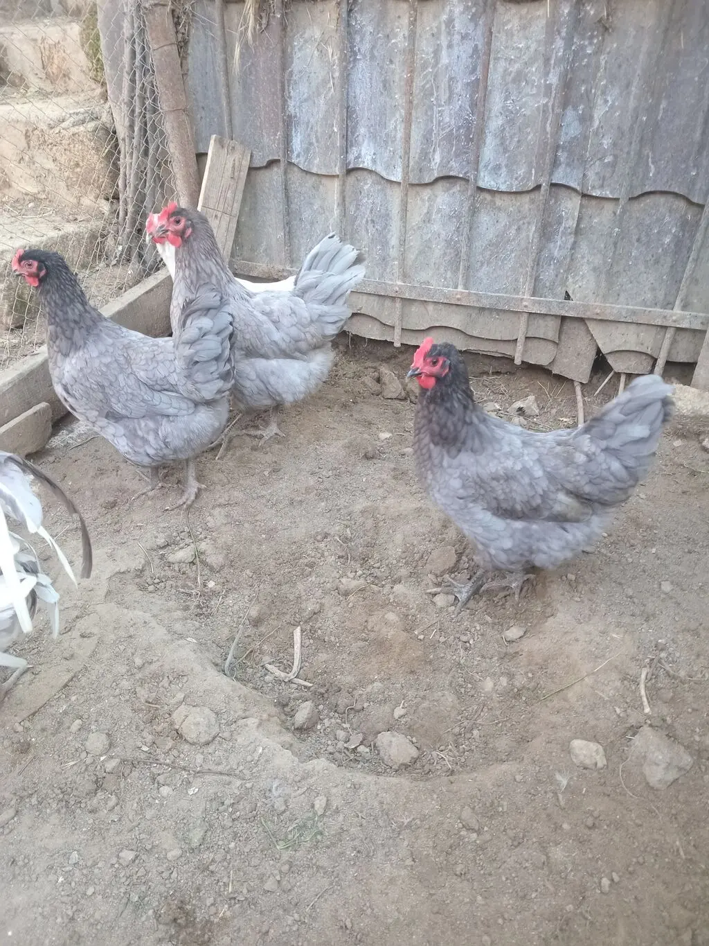 Mayalı yumurta — Heyvanlar, Quşlar, Balıqlar, Bakı