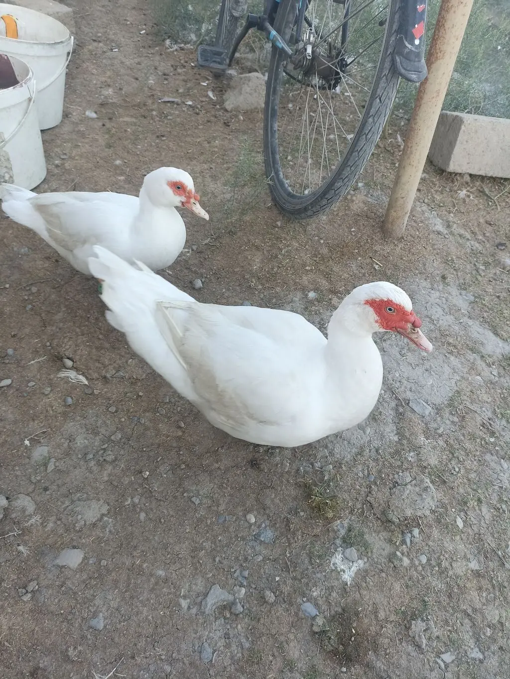 ÖRDƏKLƏR — Heyvanlar, Quşlar, Balıqlar, Bakı