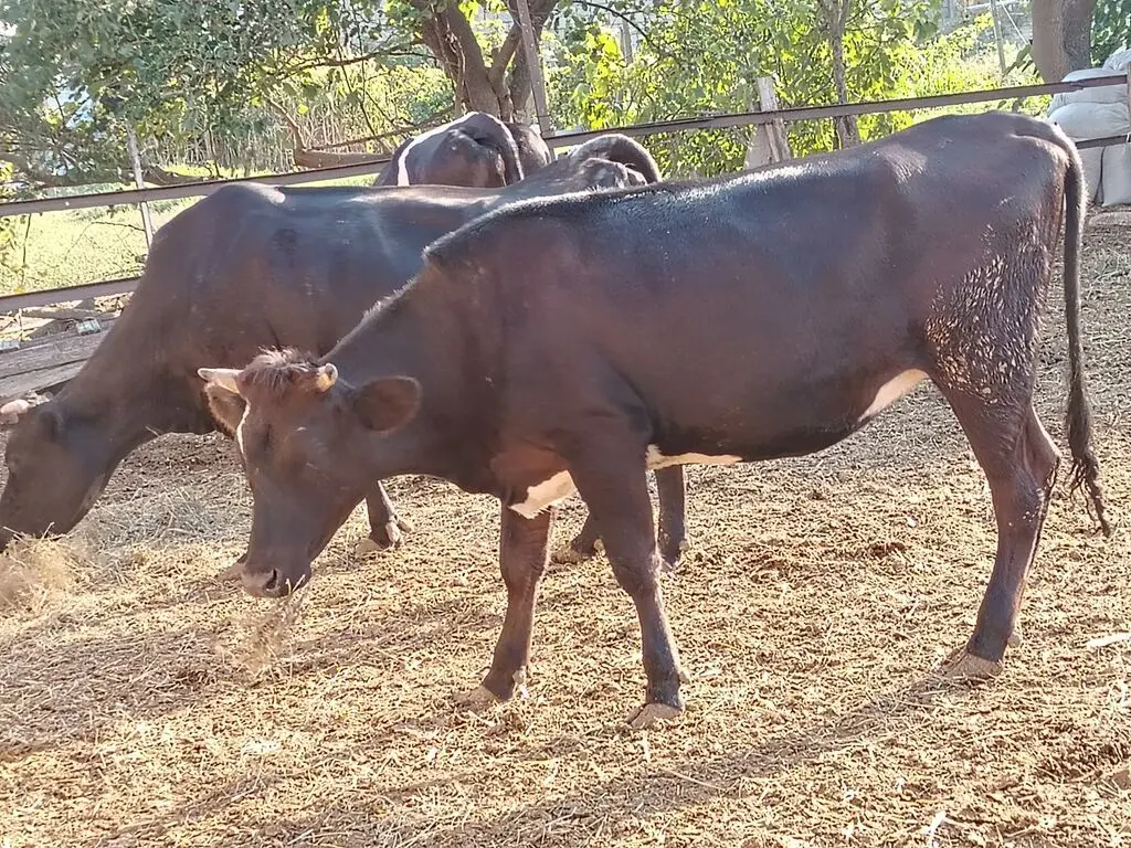 İNƏK — Heyvanlar, Quşlar, Balıqlar, Bakı