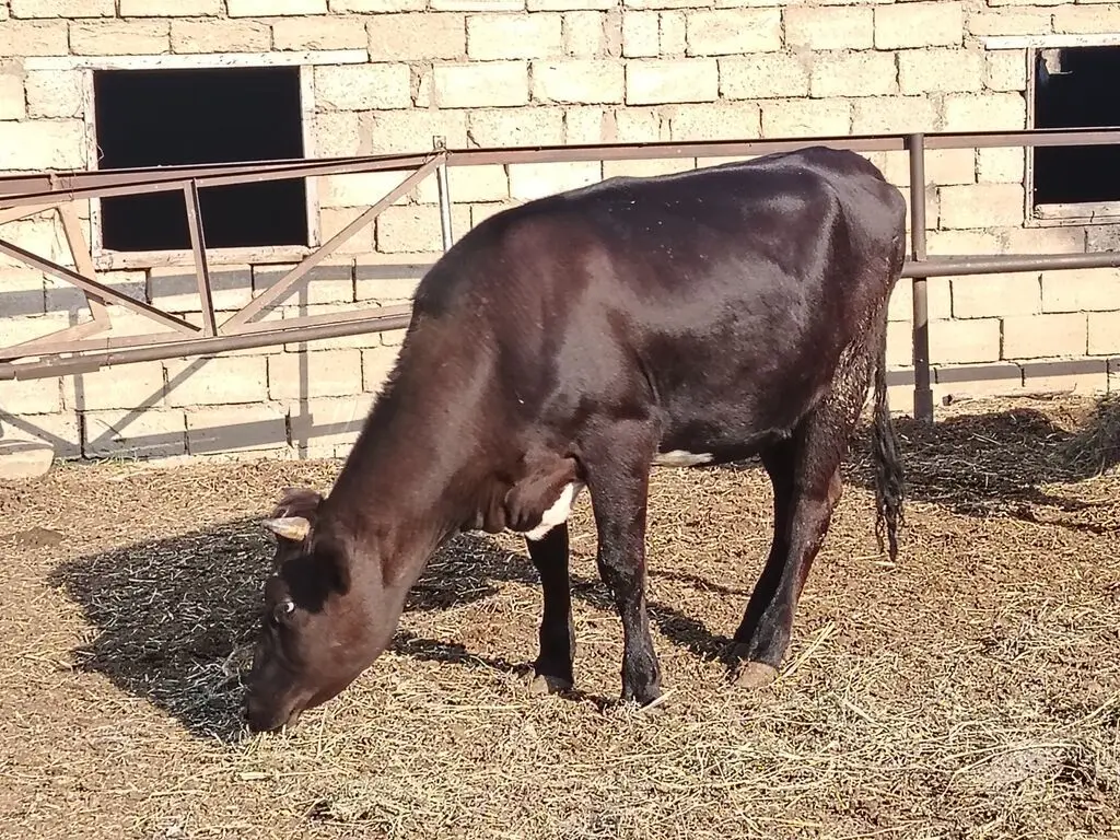 İNƏK — Heyvanlar, Quşlar, Balıqlar, Bakı