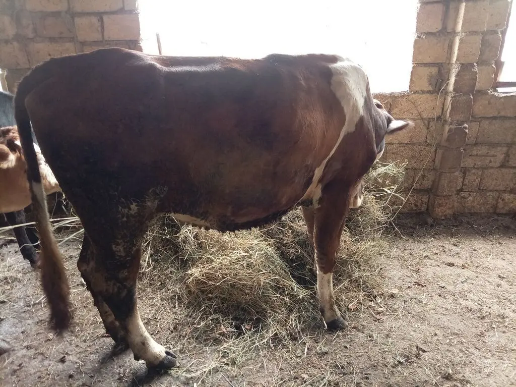 İNƏK — Heyvanlar, Quşlar, Balıqlar, Qax