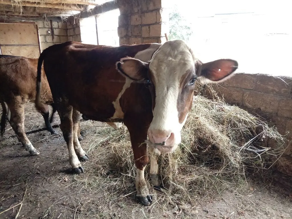 İNƏK — Heyvanlar, Quşlar, Balıqlar, Qax