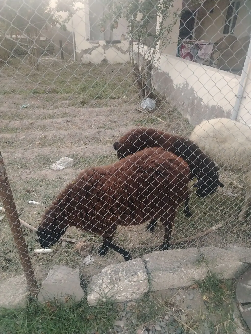 Balalı qoyun — Heyvanlar, Quşlar, Balıqlar, Bakı