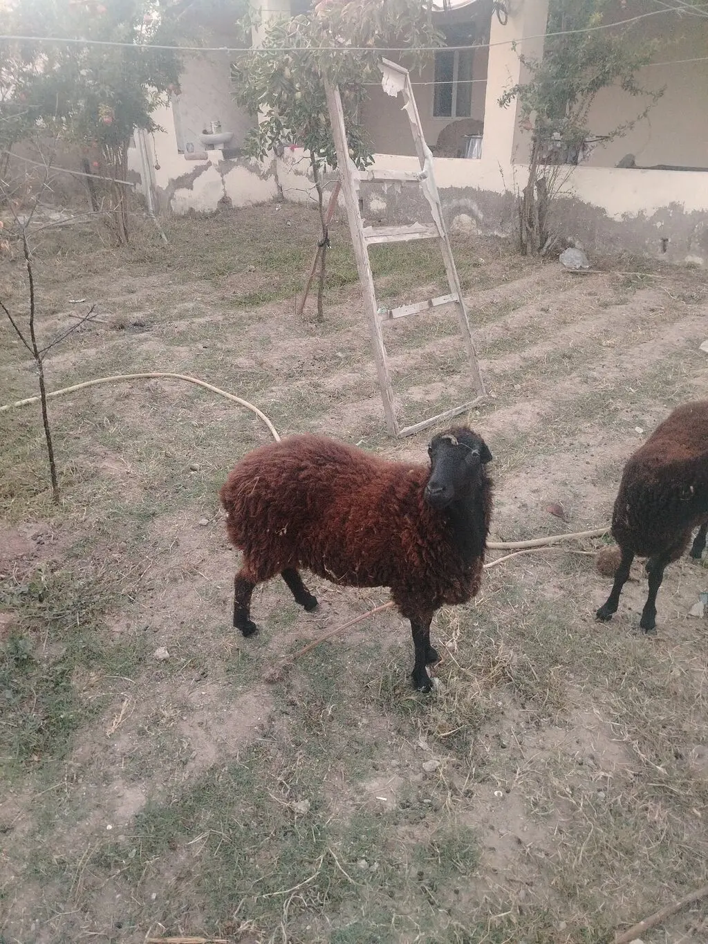 Balalı qoyun — Heyvanlar, Quşlar, Balıqlar, Bakı