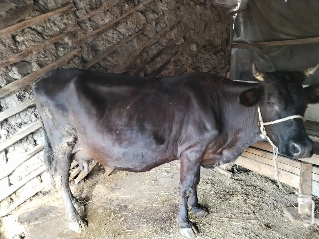 BALALI İNƏK — Heyvanlar, Quşlar, Balıqlar, Astara