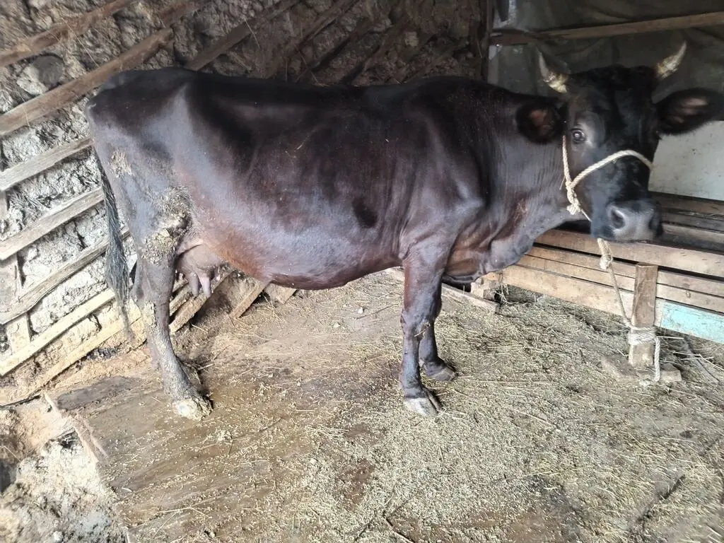 BALALI İNƏK — Heyvanlar, Quşlar, Balıqlar, Astara