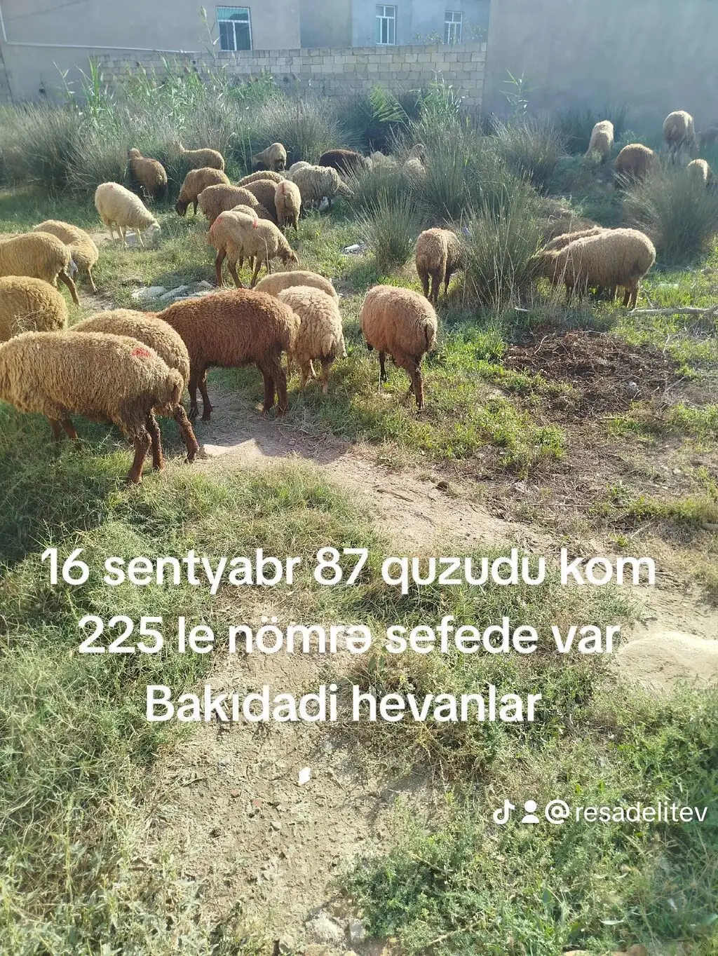 QUZULAR — Heyvanlar, Quşlar, Balıqlar, Bakı