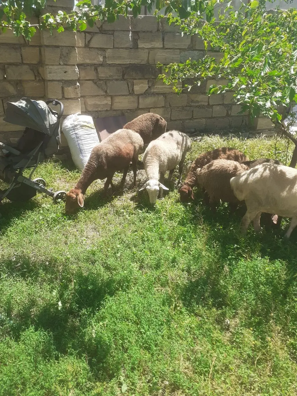 QOYUNLAR — Heyvanlar, Quşlar, Balıqlar, Bakı