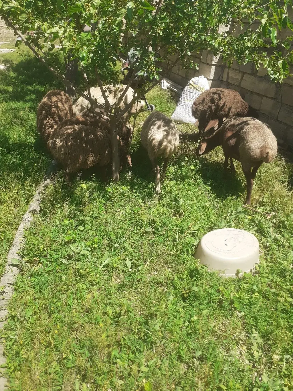 QOYUNLAR — Heyvanlar, Quşlar, Balıqlar, Bakı