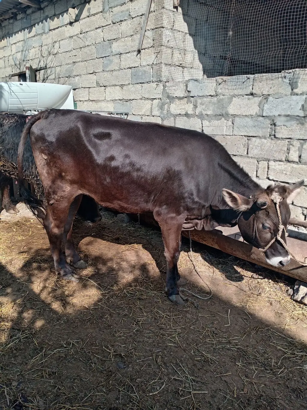 DANA — Heyvanlar, Quşlar, Balıqlar, Xırdalan
