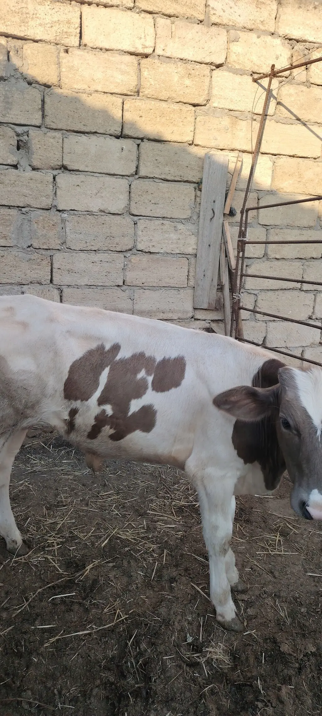 DANA — Heyvanlar, Quşlar, Balıqlar, Bakı