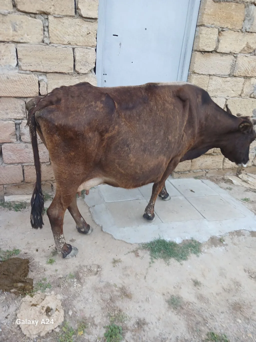 Dana — Heyvanlar, Quşlar, Balıqlar, Bakı