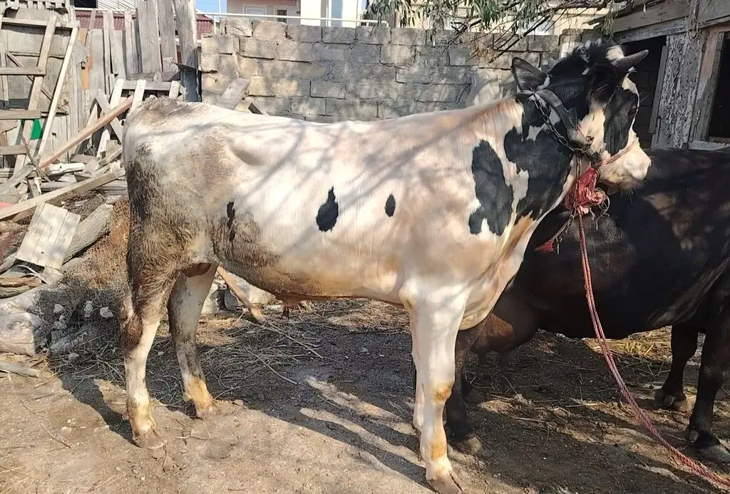 İNƏK — Heyvanlar, Quşlar, Balıqlar, Xırdalan