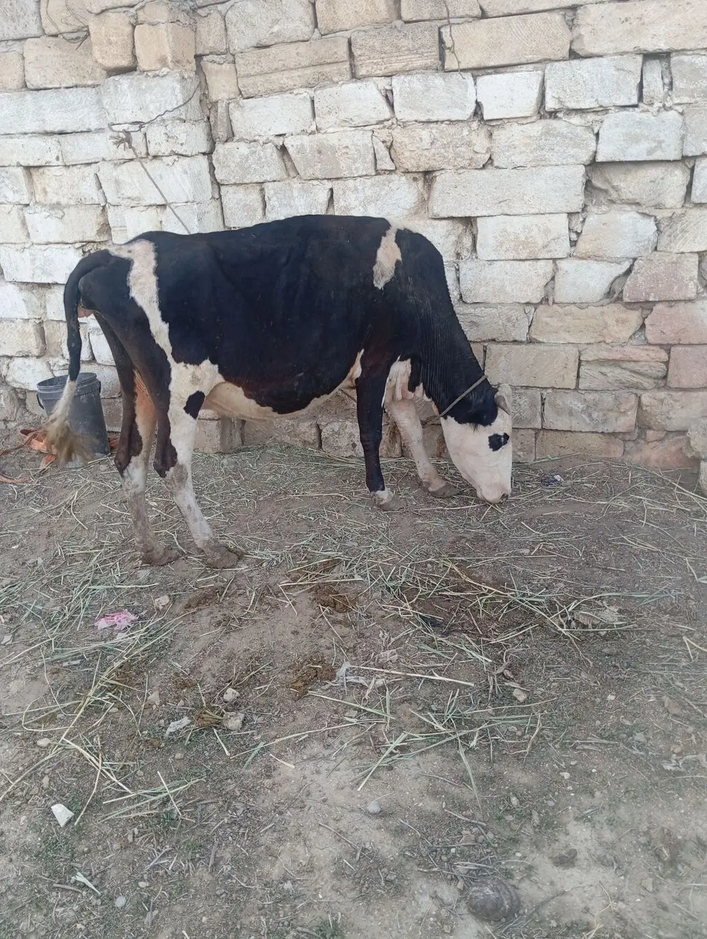 İNƏK — Heyvanlar, Quşlar, Balıqlar, Xırdalan