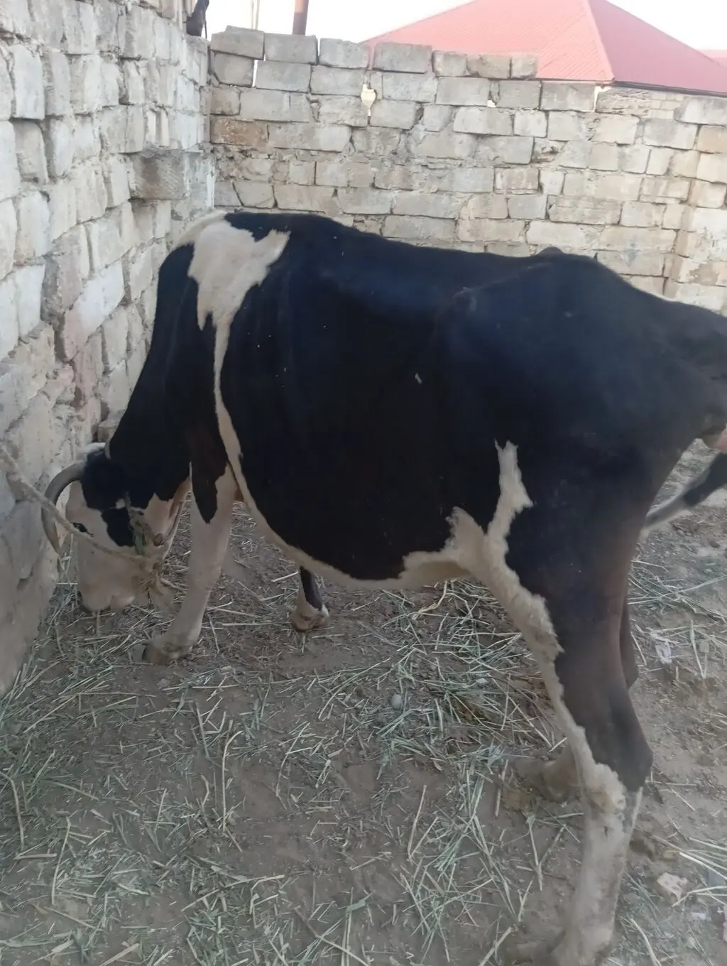 İNƏK — Heyvanlar, Quşlar, Balıqlar, Xırdalan
