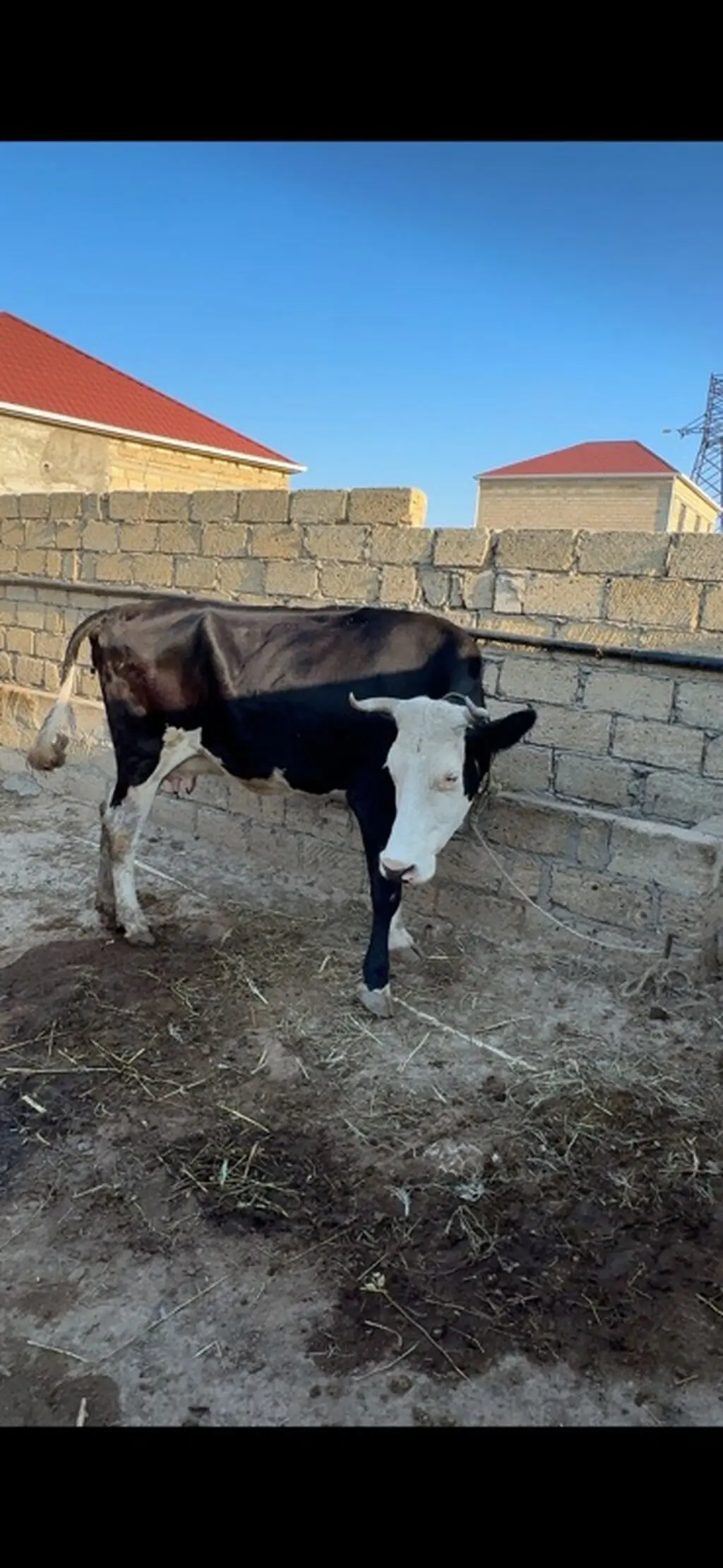 İNƏK — Heyvanlar, Quşlar, Balıqlar, Sumqayıt