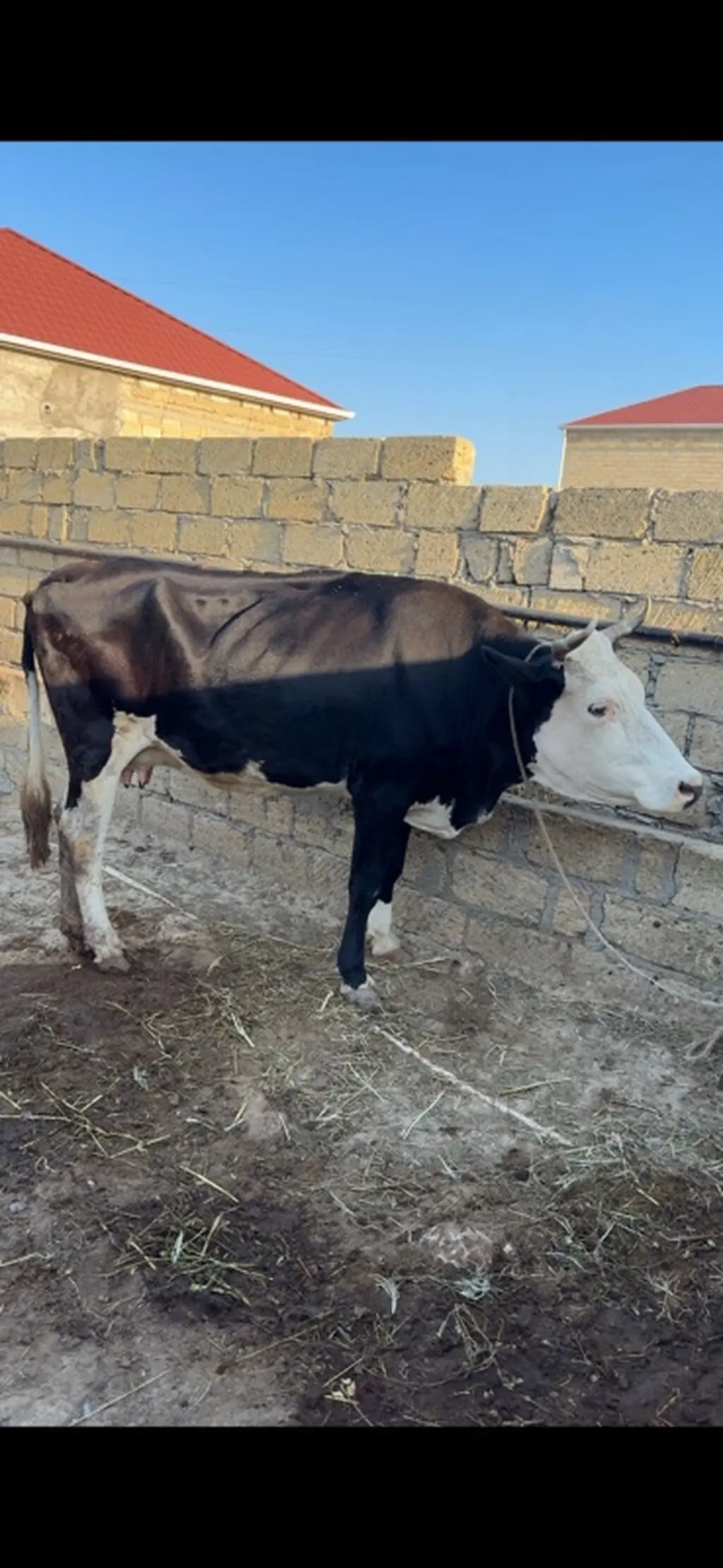İNƏK — Heyvanlar, Quşlar, Balıqlar, Sumqayıt