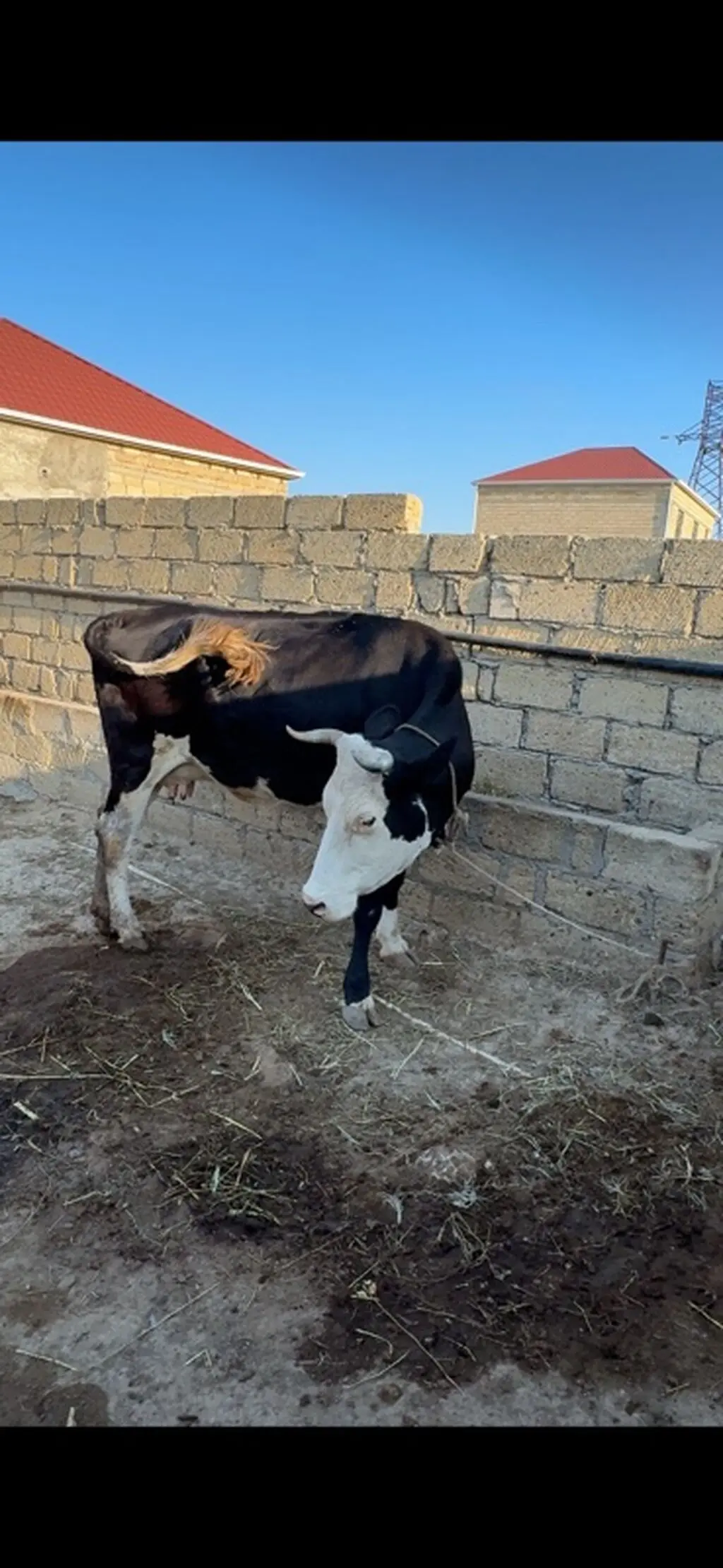 İNƏK — Heyvanlar, Quşlar, Balıqlar, Sumqayıt