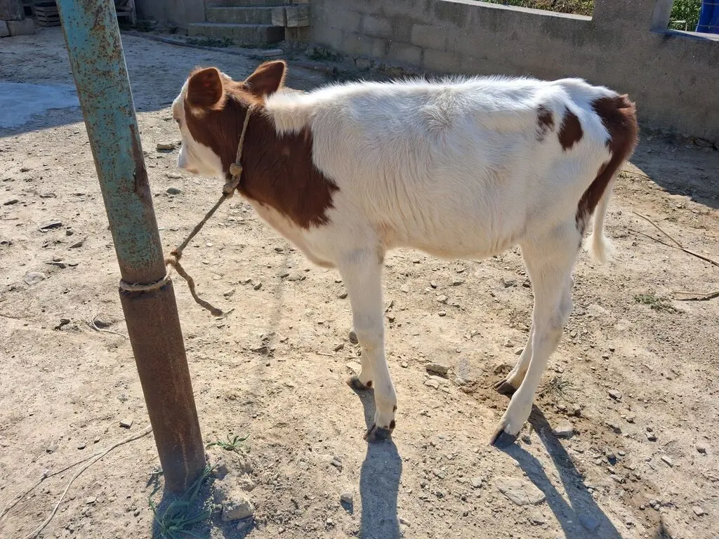 BUZOV — Heyvanlar, Quşlar, Balıqlar, Xırdalan