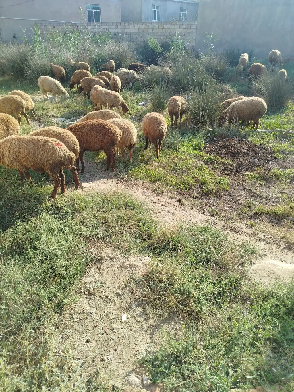 QOYUNLAR — Heyvanlar, Quşlar, Balıqlar, Bakı
