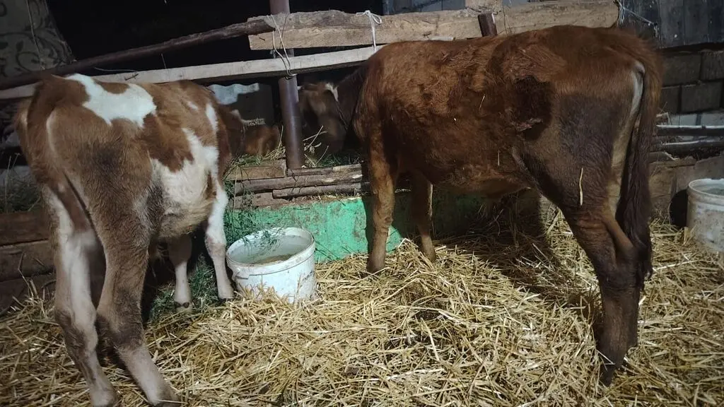 DANALAR — Heyvanlar, Quşlar, Balıqlar, Xudat