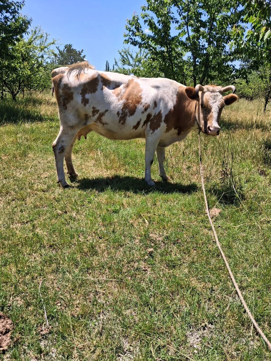 İnək — Heyvanlar, Quşlar, Balıqlar, Oğuz