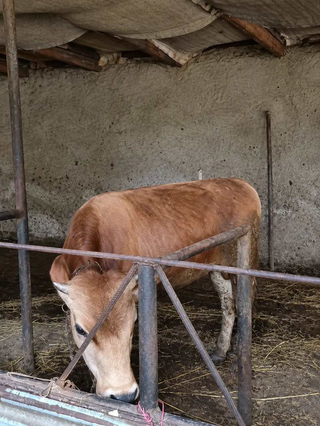 DÜYƏ — Heyvanlar, Quşlar, Balıqlar, Xaçmaz