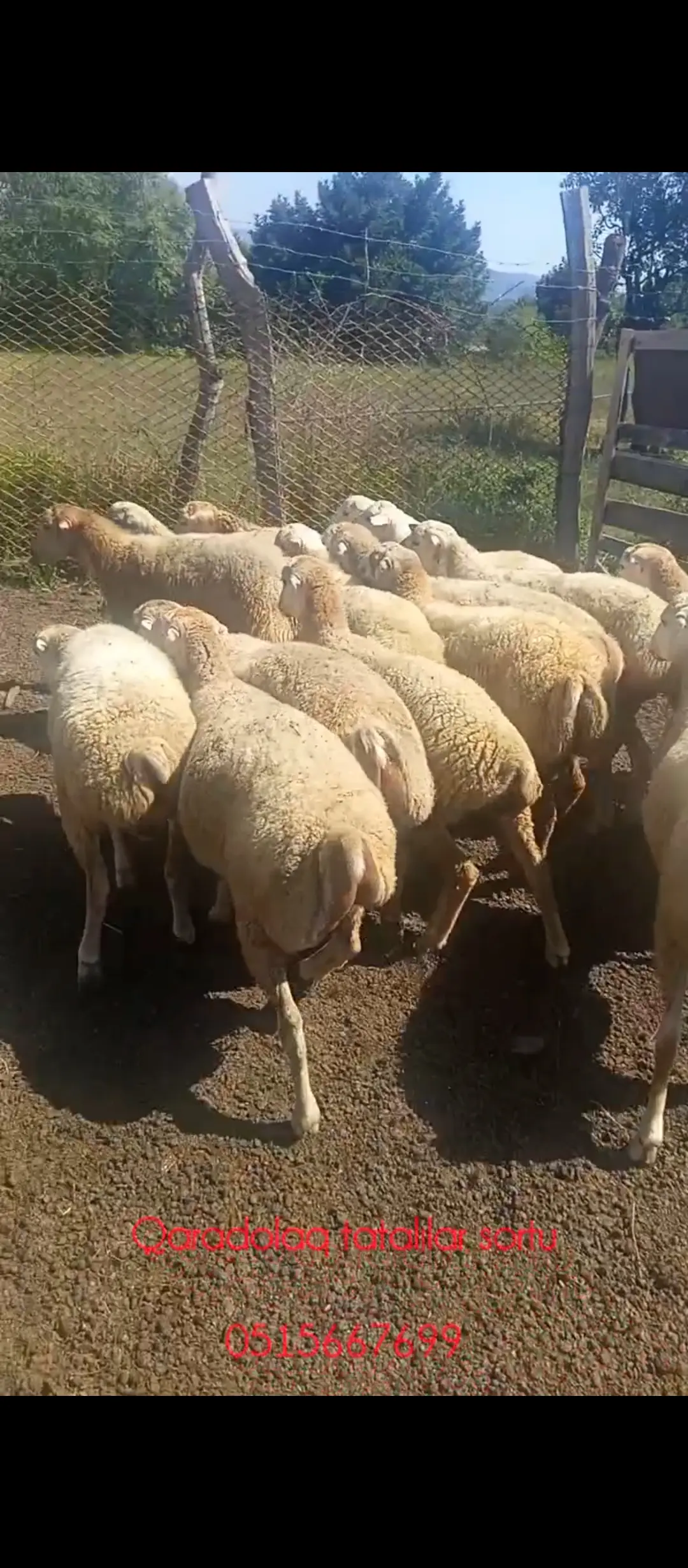 QUZULAR — Heyvanlar, Quşlar, Balıqlar, Balakən