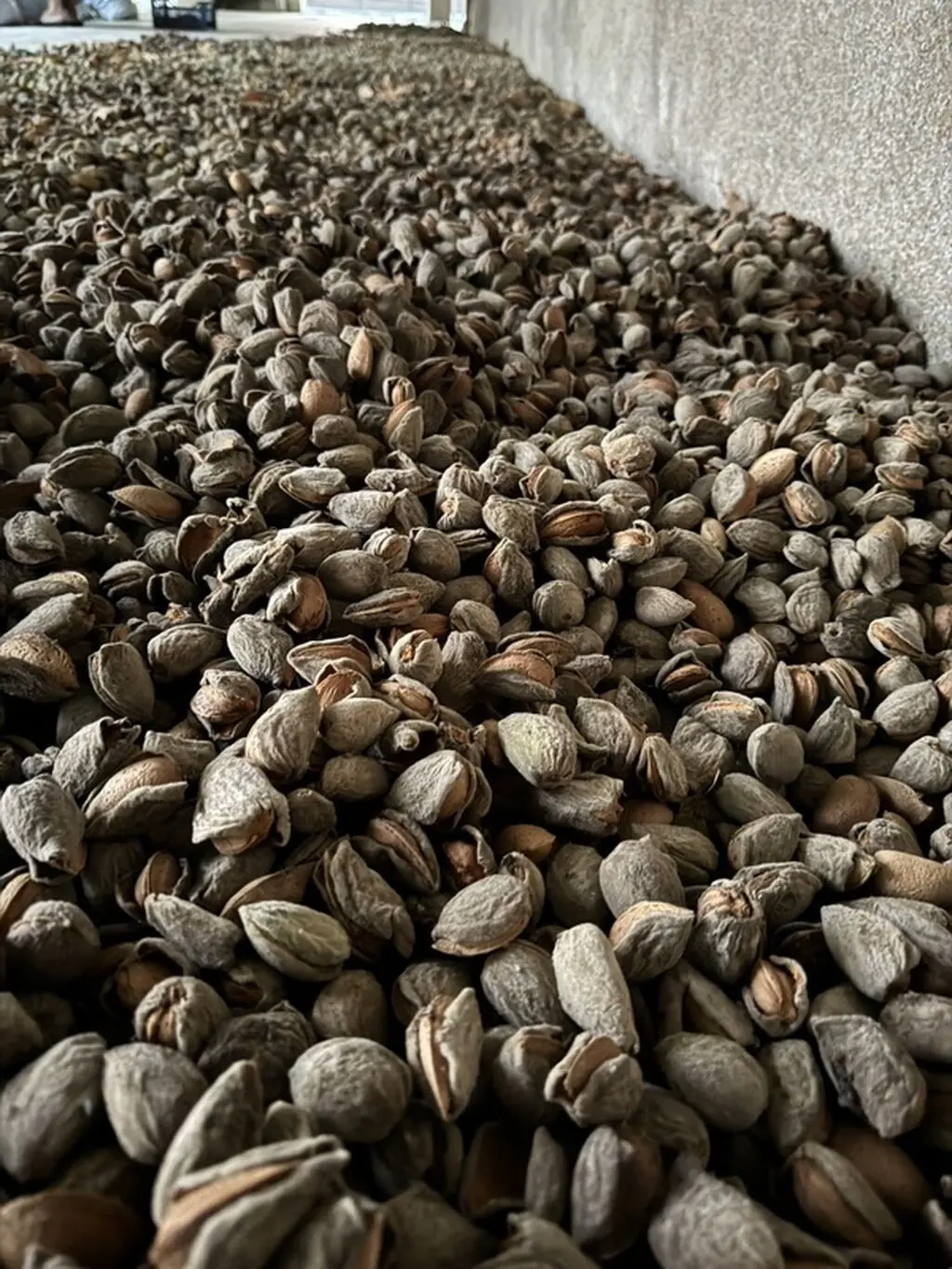 Badam — Meyvə və Giləmeyvə, Bakı