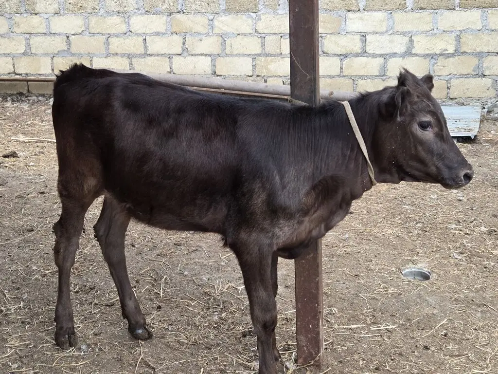BALALI İNƏK — Heyvanlar, Quşlar, Balıqlar, Gəncə