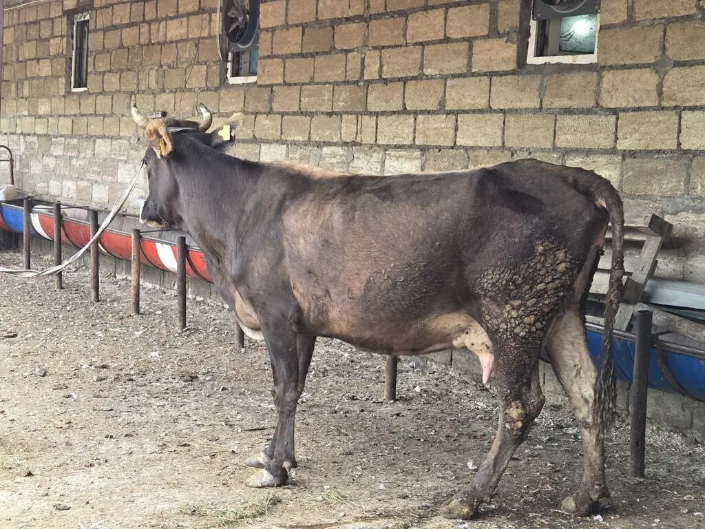 BALALI İNƏK — Heyvanlar, Quşlar, Balıqlar, Gəncə