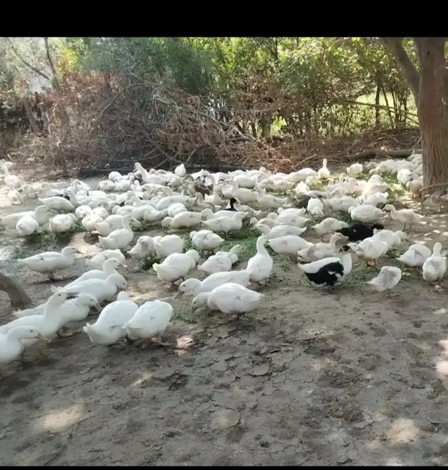 Ördəklər — Heyvanlar, Quşlar, Balıqlar, Ağcabədi
