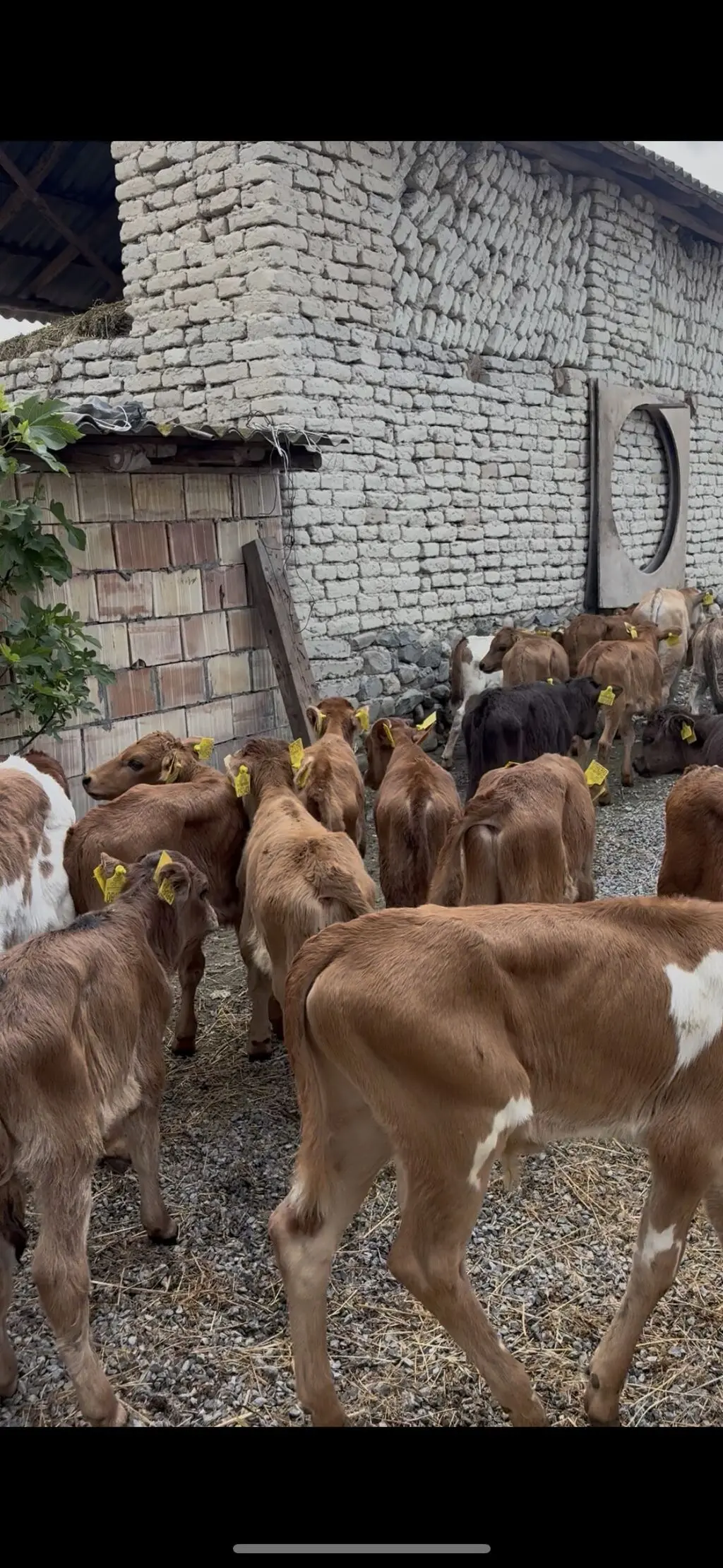 buzovlar — Heyvanlar, Quşlar, Balıqlar, Şəki
