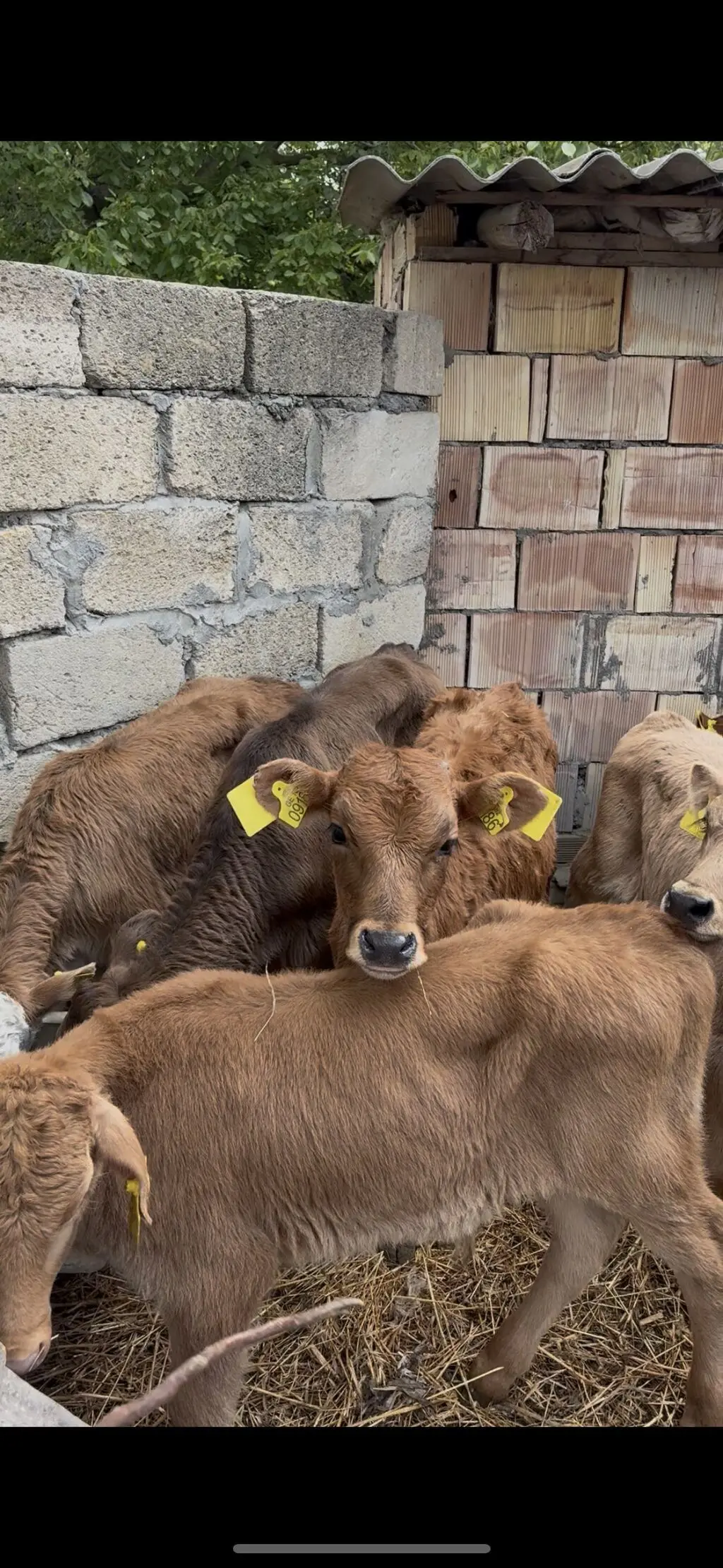 buzovlar — Heyvanlar, Quşlar, Balıqlar, Şəki