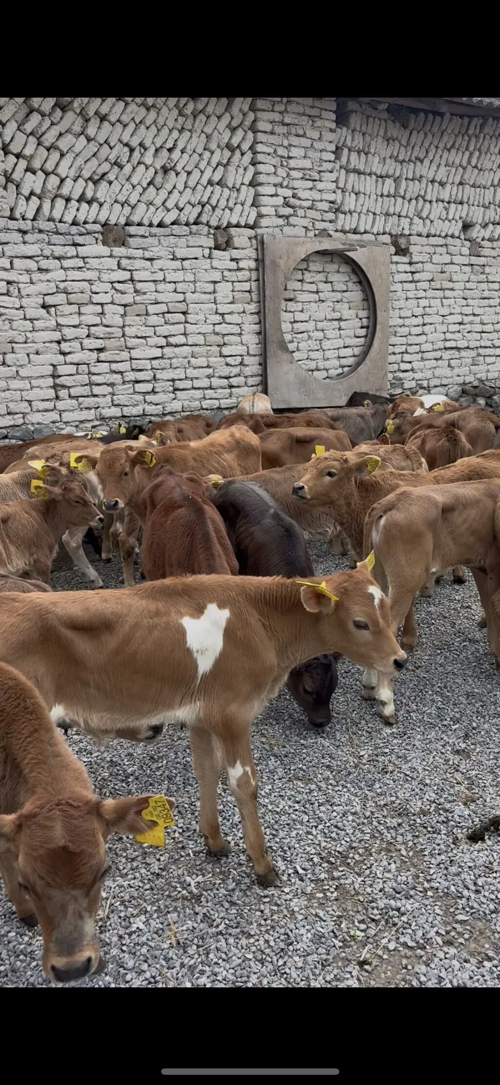 buzovlar — Heyvanlar, Quşlar, Balıqlar, Şəki