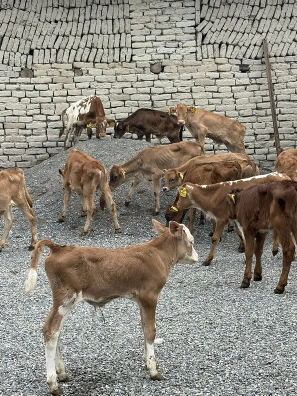 buzovlar — Heyvanlar, Quşlar, Balıqlar, Şəki