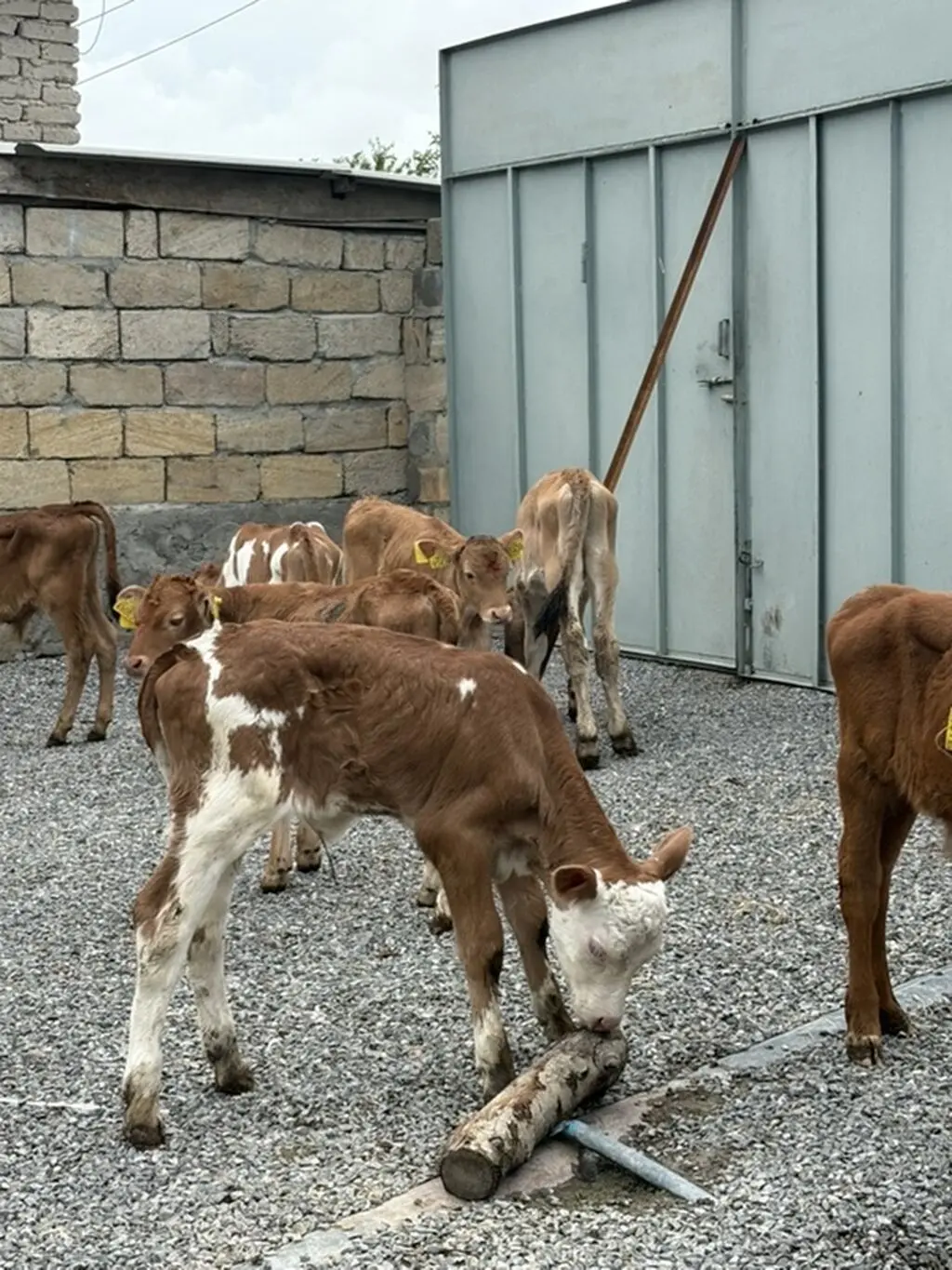 buzovlar — Heyvanlar, Quşlar, Balıqlar, Şəki