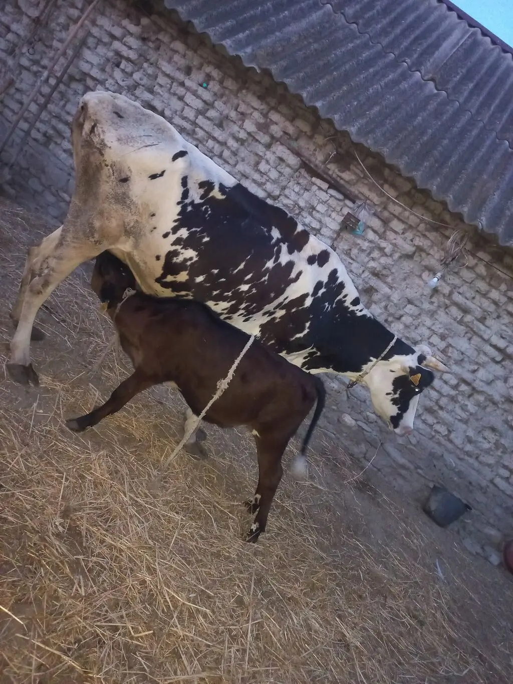 Balalı inək — Heyvanlar, Quşlar, Balıqlar, Göyçay