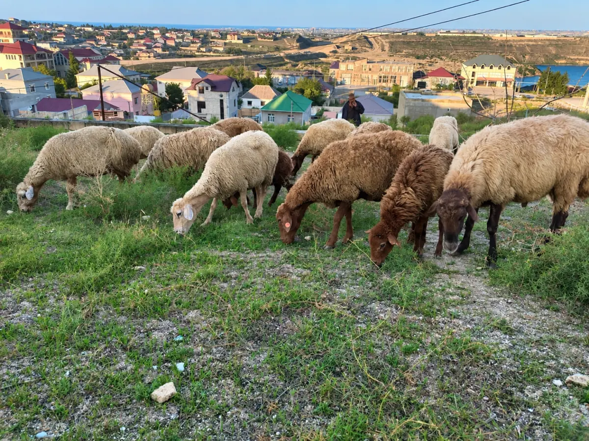 Qoyunlar — Heyvanlar, Quşlar, Balıqlar, Bakı
