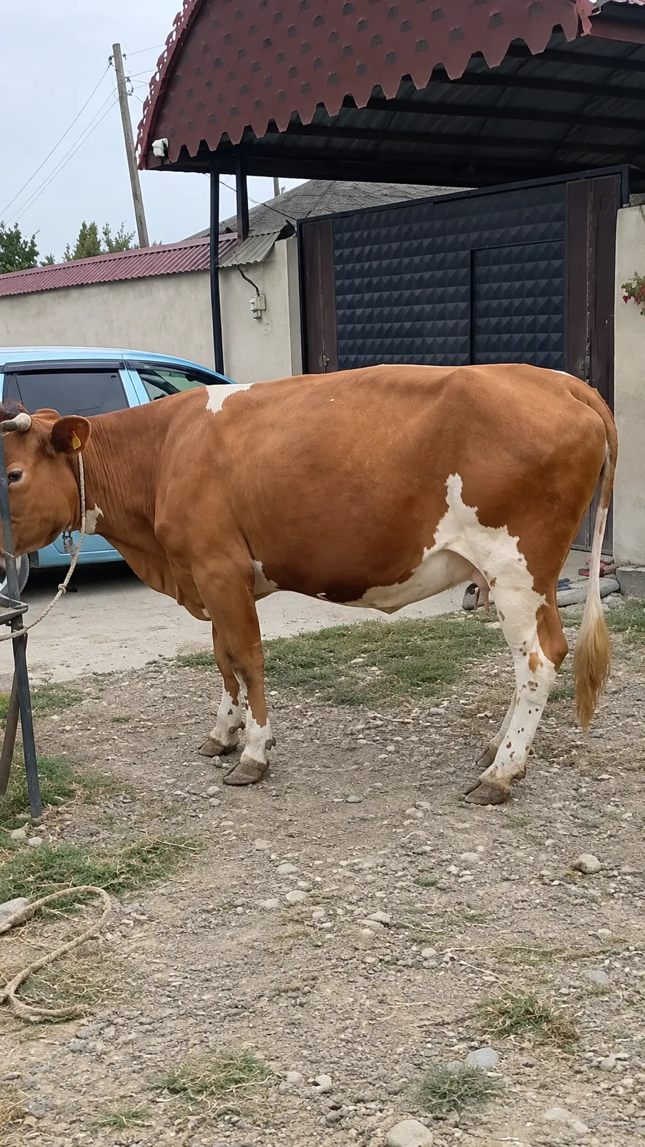 İnək — Heyvanlar, Quşlar, Balıqlar, Xaçmaz