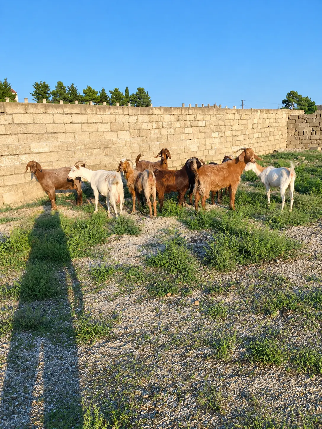 Keçilər — Heyvanlar, Quşlar, Balıqlar, Bakı