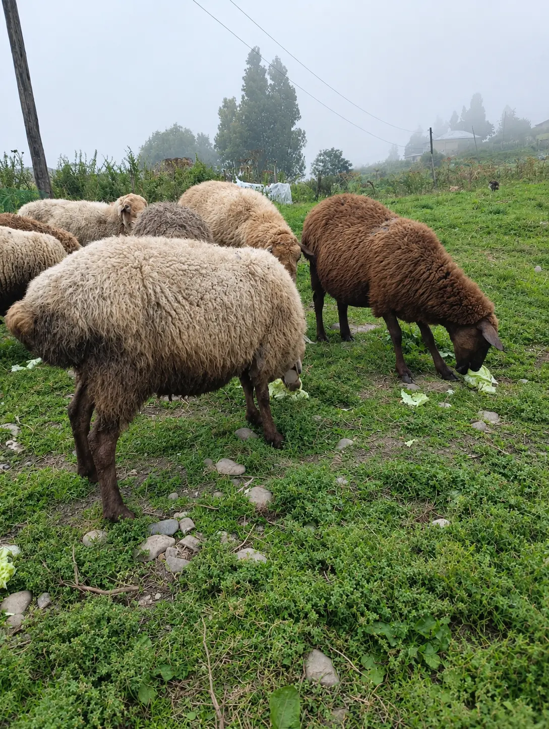 Qoyunlar — Heyvanlar, Quşlar, Balıqlar, Qusar