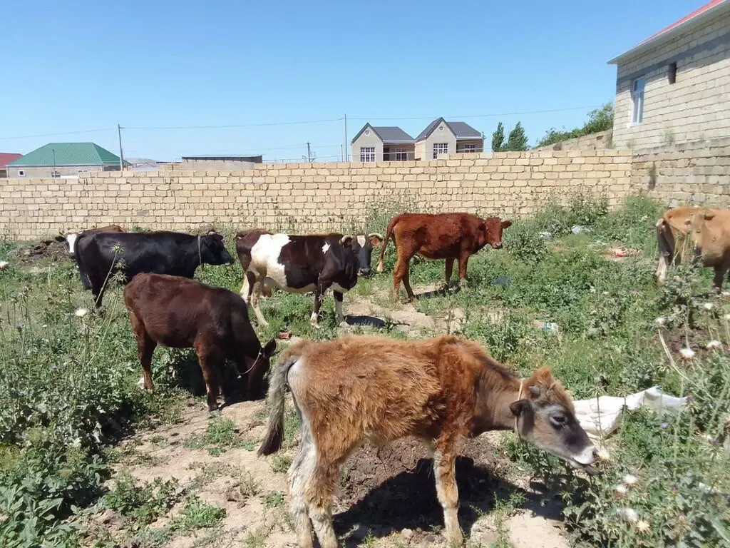 Danalar — Heyvanlar, Quşlar, Balıqlar, Xırdalan