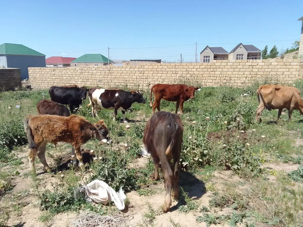 Danalar — Heyvanlar, Quşlar, Balıqlar, Xırdalan