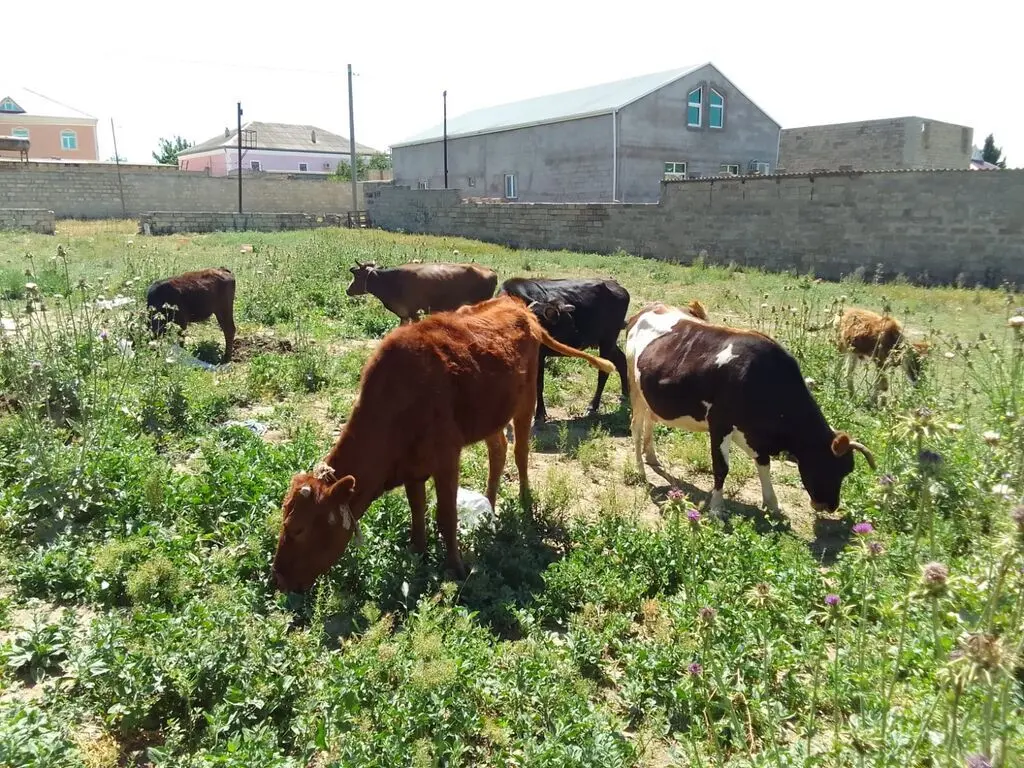 Danalar — Heyvanlar, Quşlar, Balıqlar, Xırdalan
