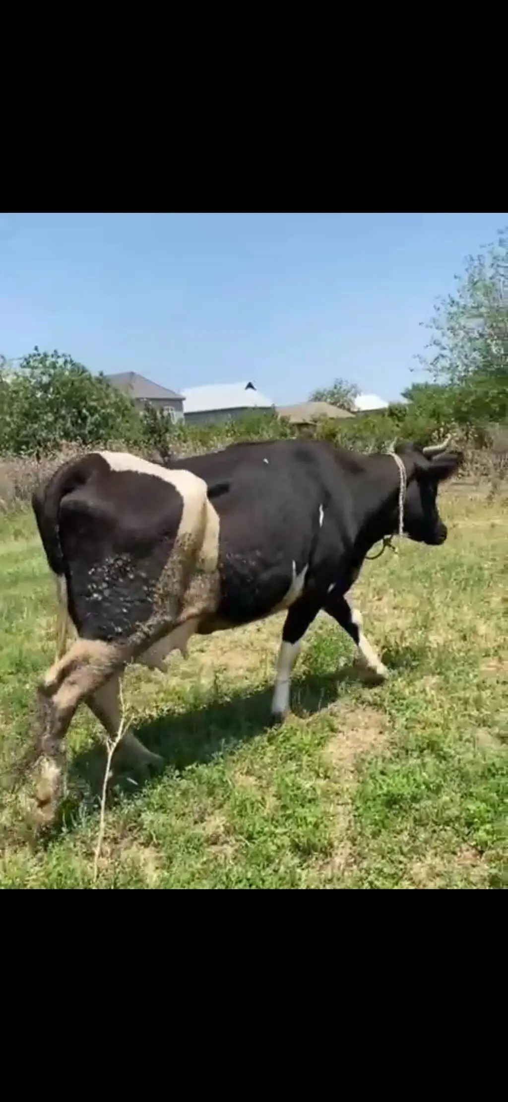 Balalı inək — Heyvanlar, Quşlar, Balıqlar, Fizuli