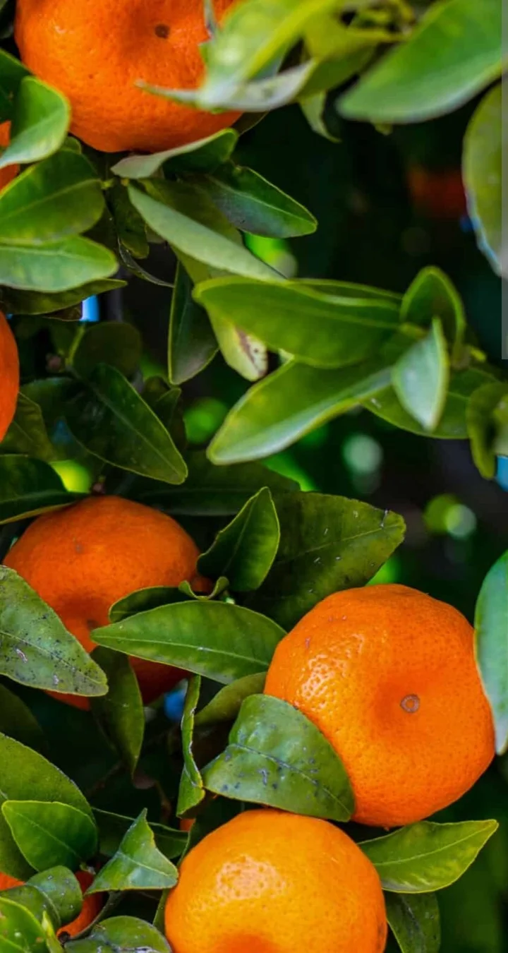 Mandarin — Meyvə və Giləmeyvə, Astara