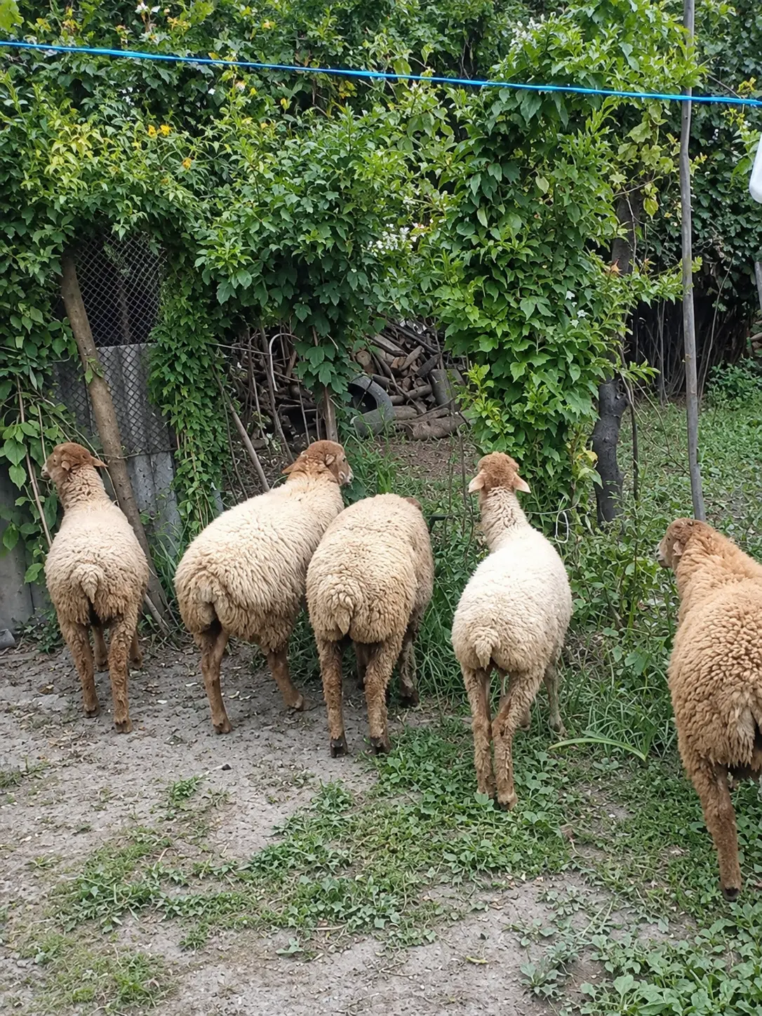 Quzular — Heyvanlar, Quşlar, Balıqlar, Balakən