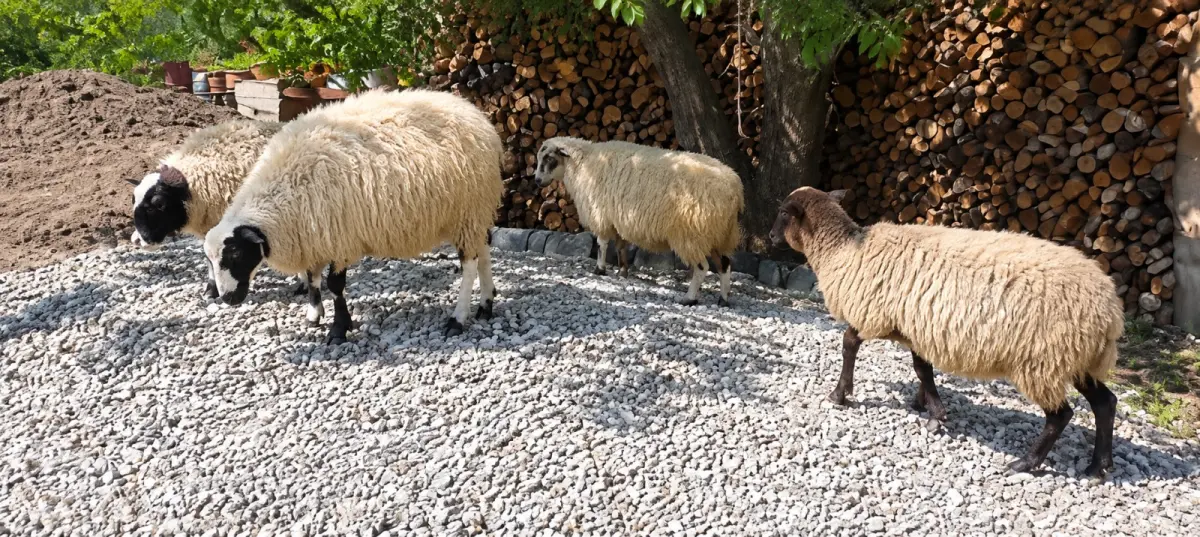 Quzular — Heyvanlar, Quşlar, Balıqlar, Quba